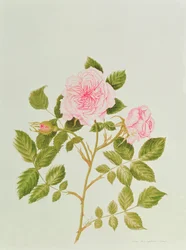 Rosa var: Gertrude Jekyll (aquarel)