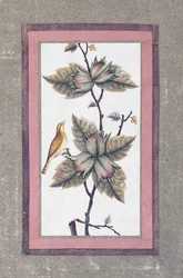 Vogel- en bloemenstudie, ca. 1780