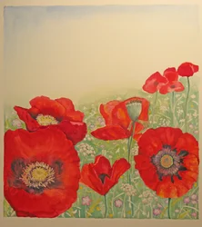 Klaproosveld
