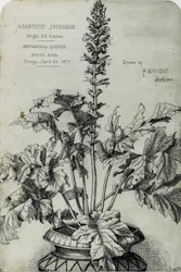 Acanthus Spinosus, Presentatietekeningen