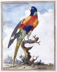 Plaat VII
