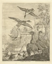 Eenden en reigers bij een vogelvijver