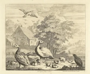 Ganzen met kuikentjes bij een beek Verschillende vogels