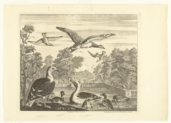 Mantelmeeuwen en eenden in een vogelvijver Verschillende vogels (series title)