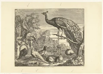 Pauw, konijnen en andere vogels bij een tuinfontein Verschillende vogels (serie)