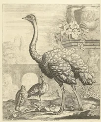 Struisvogel en kalkoenen in een tuin met antieke ruïnes