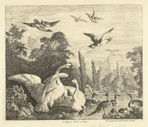 Zwanen en eenden in een vogelvijver Verschillende vogels