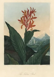 Rode of Conflore of Toloman Forte water, uit The Temple of Flora, door Dr. Robert Thornton (1768-1837)