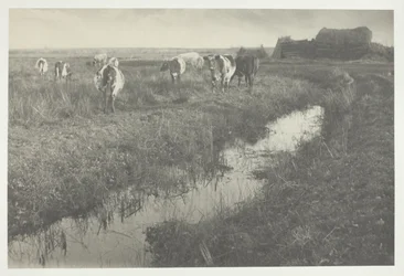 Vee op de moerassen