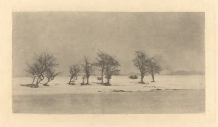 Knoestige Doornbomen