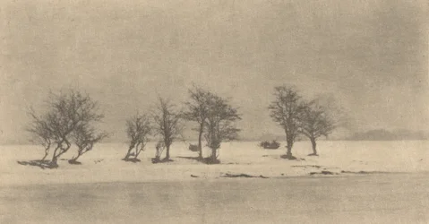 Knoestige doornbomen, ca. 1890, gedrukt ca. 1895