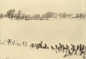 Moeraskruid,in of voor 1895 (foto)