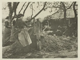 Wilgenschillen (Norfolk)