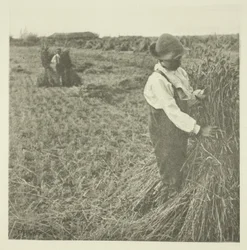 Schokkende maïs (Norfolk)