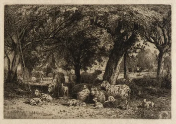 (Schapen in een boomgaard)