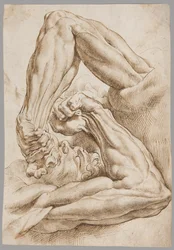 Een blad met anatomische studies