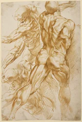 Anatomische studies