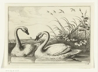 Twee zwanen Verschillende vogels (series title)
