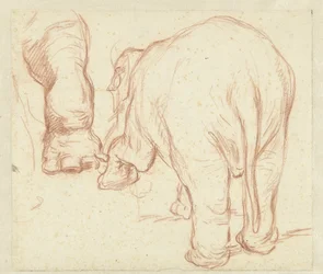 Staande olifant, van achteren, en een poot