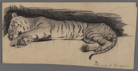 Slapende tijger