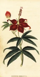 Turkse muts, Malvaviscus arboreus