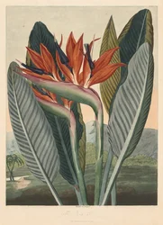 De Tempel van Flora; of Tuin van de Natuur: De Koningin Bloem