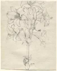 Een Stengel Lelies met Zes Bloemen