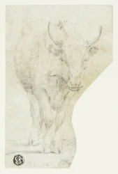 Koe