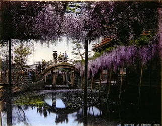 Wisteria in een tuin in Kameido, ca. 1900