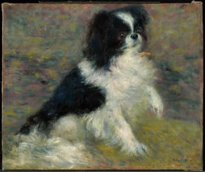 Tama, de Japanse hond