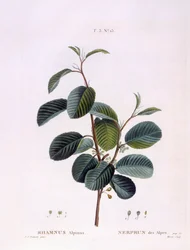 Vuilboom (Rhamnus alpinus), botanische plaat door Pierre Joseph Redouté
