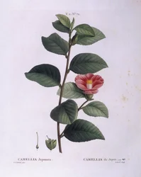 Camellia (Camellia japonica), botanische plaat door Pierre Joseph Redouté