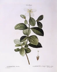 Gardenia (Gardenia florida), botanische plaat door Pierre Joseph Redouté