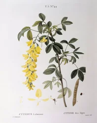 Gouden regen (Cytisus laburnum), botanische plaat door Pierre Joseph Redouté