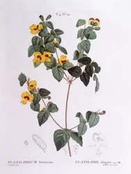 Mooie platpeul (Platylobium formosum), Henry Louis Duhamel du Monceau, botanische plaat door Pierre Joseph Redouté