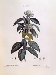 Laurier (Viburnum tinus), botanische plaat door Pierre Joseph Redouté