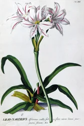 Lelie, Lilio Narcissus
