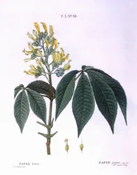Pavia lutea, Henry Louis Duhamel du Monceau, botanische plaat door Pierre Joseph Redouté