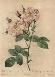Roze en witte Damastroos, Rosa damascena