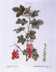 Rode bes (Ribes rubrum), Henry Louis Duhamel du Monceau, botanische plaat door Pierre Joseph Redouté