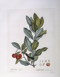 Aardbeiboom (Arbutus unedo), botanische plaat door Pierre Joseph Redouté