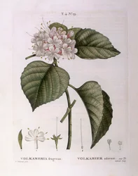 Volkameria fragrans, botanische plaat door Pierre Joseph Redouté