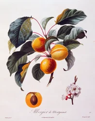 Vruchten en bloemen van abrikoos Albergier De Montgamet, circa 1846, gekleurde gravure door Pierre-Antoine Poiteau uit Pomologie Française, Frankrijk