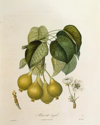 Muscat Royal Abrikoos door Antoine Poiteau