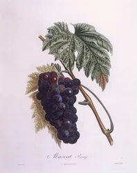 Muskaatdruivenstok (Vitis vinifera), botanische plaat door Pierre Antoine Poiteau