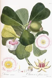 Clusia rosea, Clusier met Roze Bloemen, 1808-1828