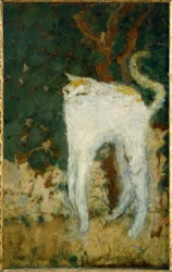 De witte kat