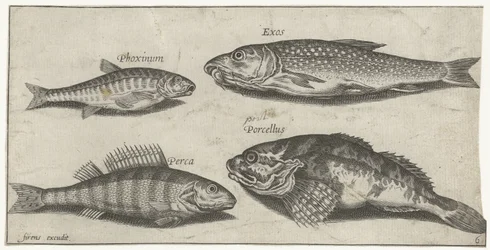 Karper, elrits, meerval en een baars