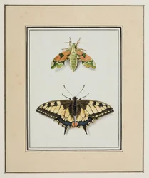 Nachtvlinder en Koninginnepage, ca. 1755-65