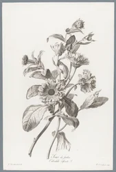 Goudsbloem